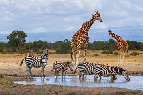 kenya safaris and tours
