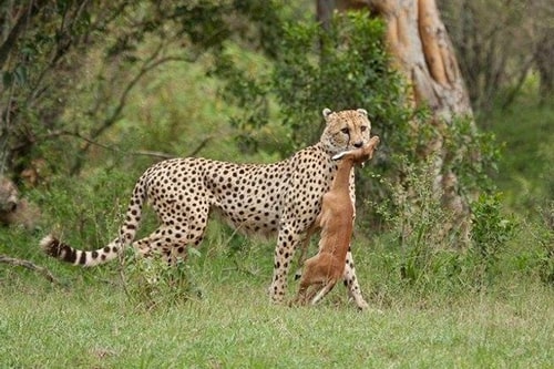 kenya safaris and tours
