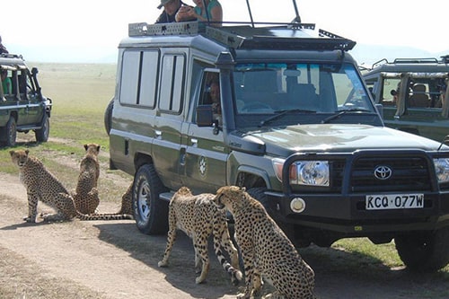jeep safaris and tours kenya