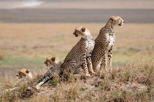kenya and tanzania combined safaris