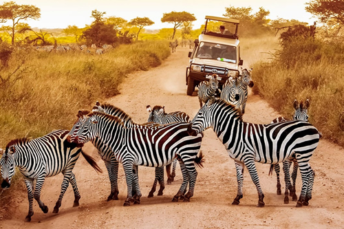 tanzania jeep safaris