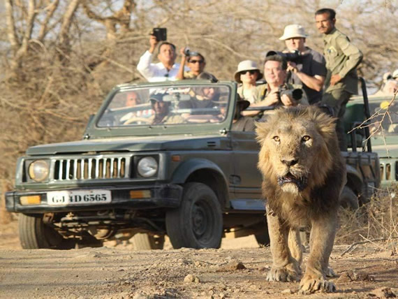 about jeep safaris and tours